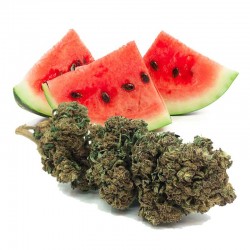 WATERMELON BOOST Fleur de CBD