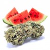 WATERMELON Fleur de CBD