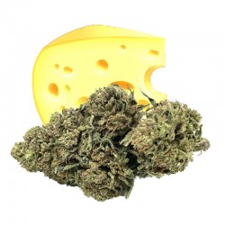 CHEESE Fleur de CBD